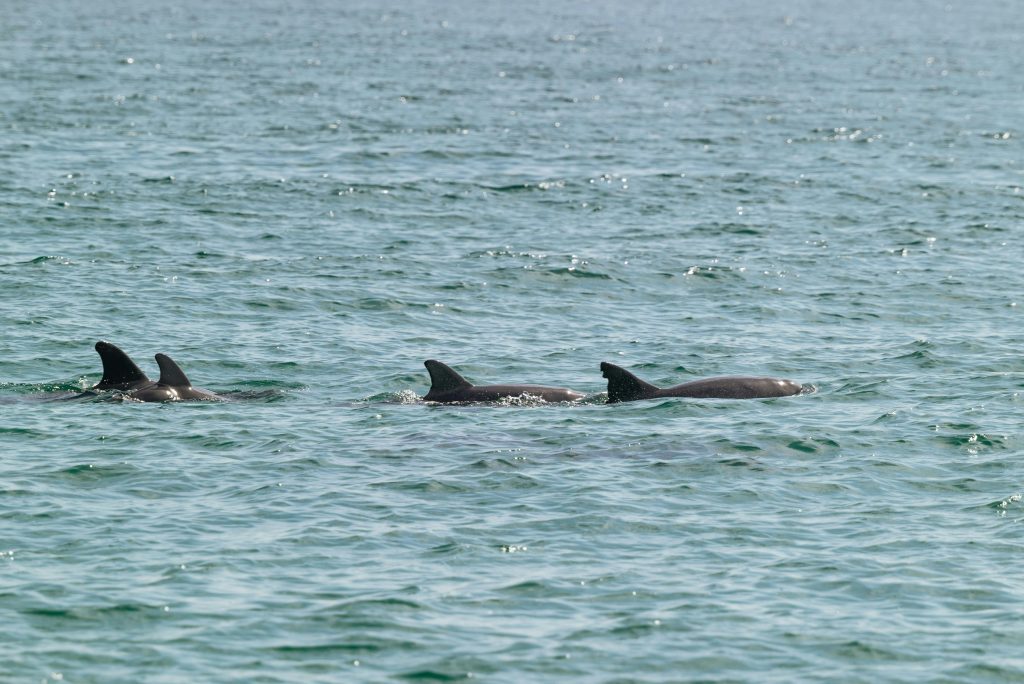 dolphin watching rovinj